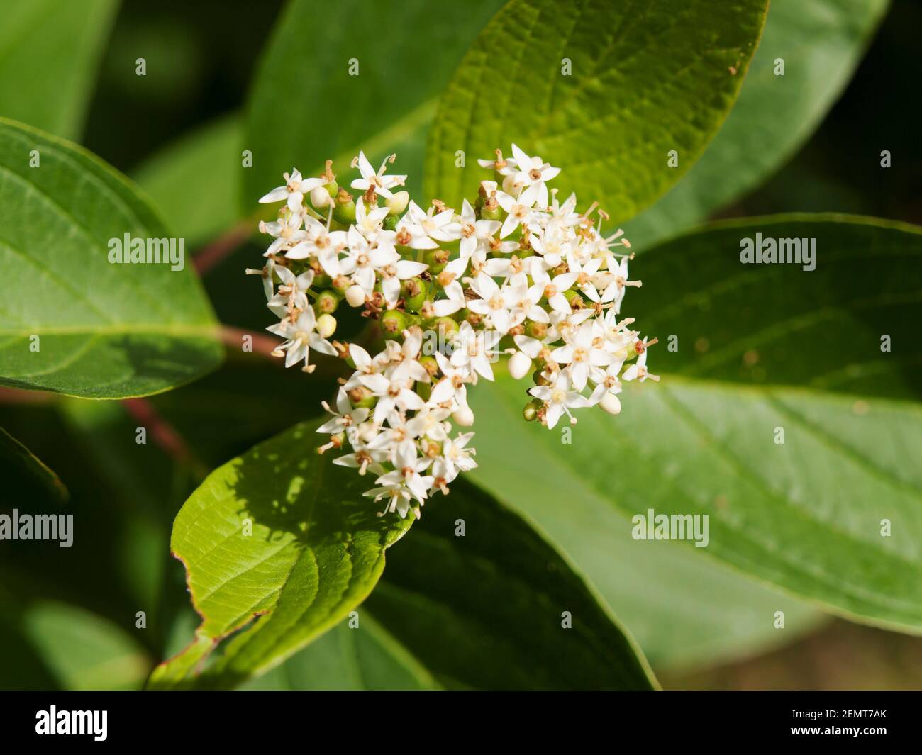 Symphoricarpos albus laevigatus  -  common snowberry flower in spring Stock Photo