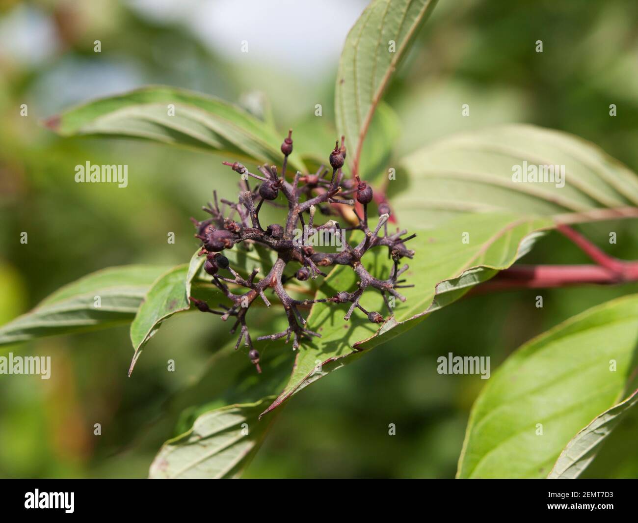 Symphoricarpos albus laevigatus  -  common snowberry in late autumn Stock Photo
