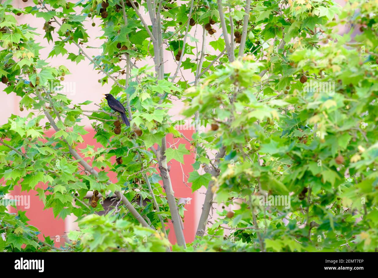 Eurasian Blackbird (Turdus merula) male calling from Hybrid Plane (Platanus × hispanica). Barcelona. Catalonia. Spain. Stock Photo