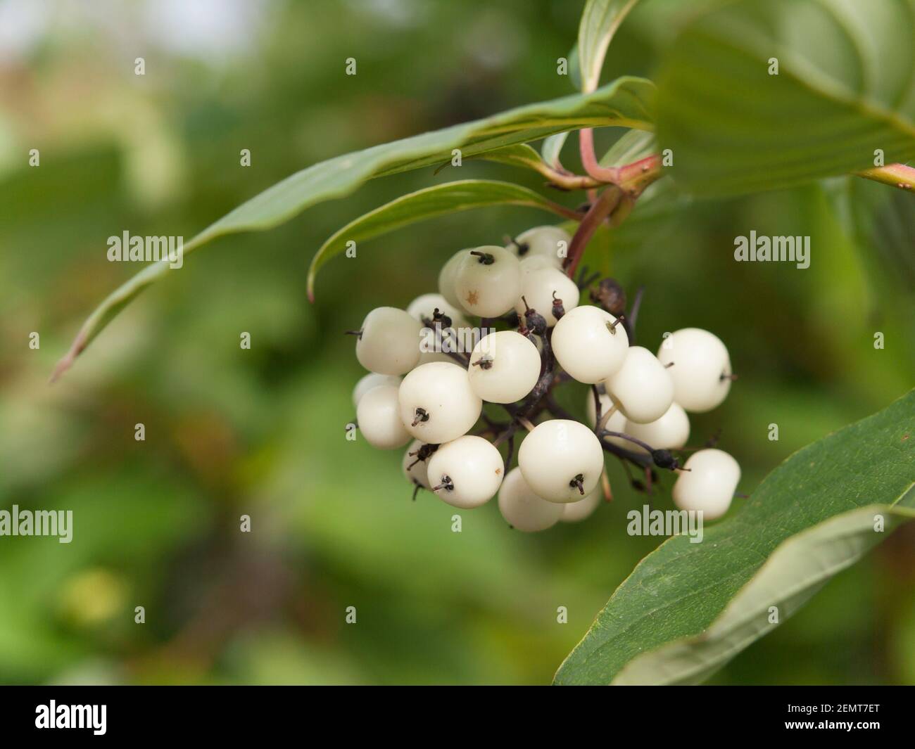 Symphoricarpos albus laevigatus  -  common snowberry with white berries Stock Photo