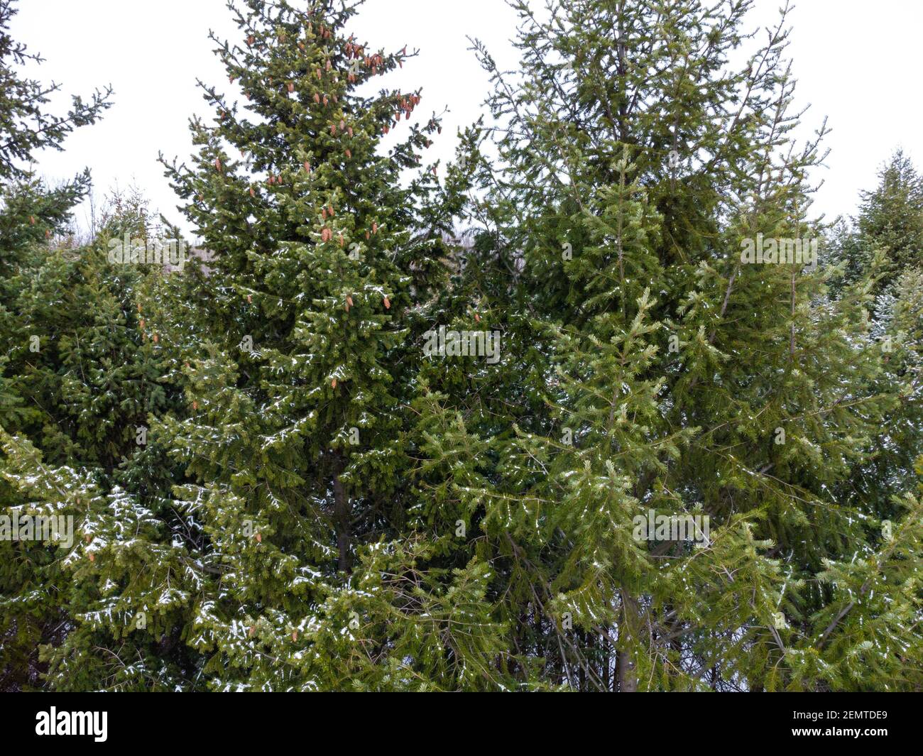 Spruce green trees branches fur close-up in forest covered in light snow, aerial view from drone. Evergreen pine trees in winter cold nature Stock Photo