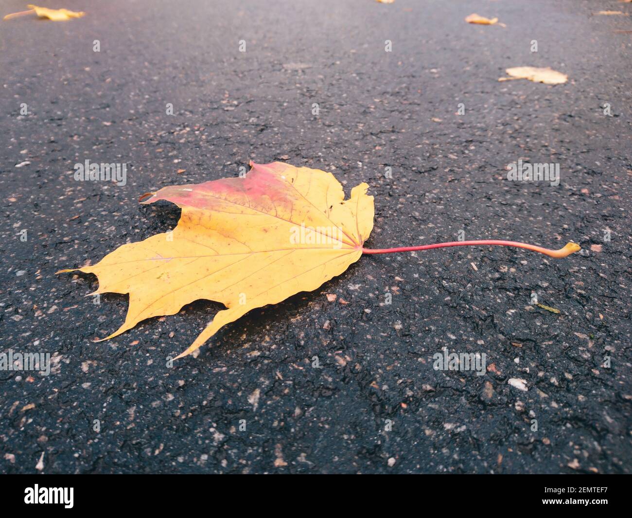 Autumn yellow maple leaf lies on wet asphalt, perspective view, close-up. Yellowed fallen leaf of a tree on a gray background. Autumn concept Stock Photo
