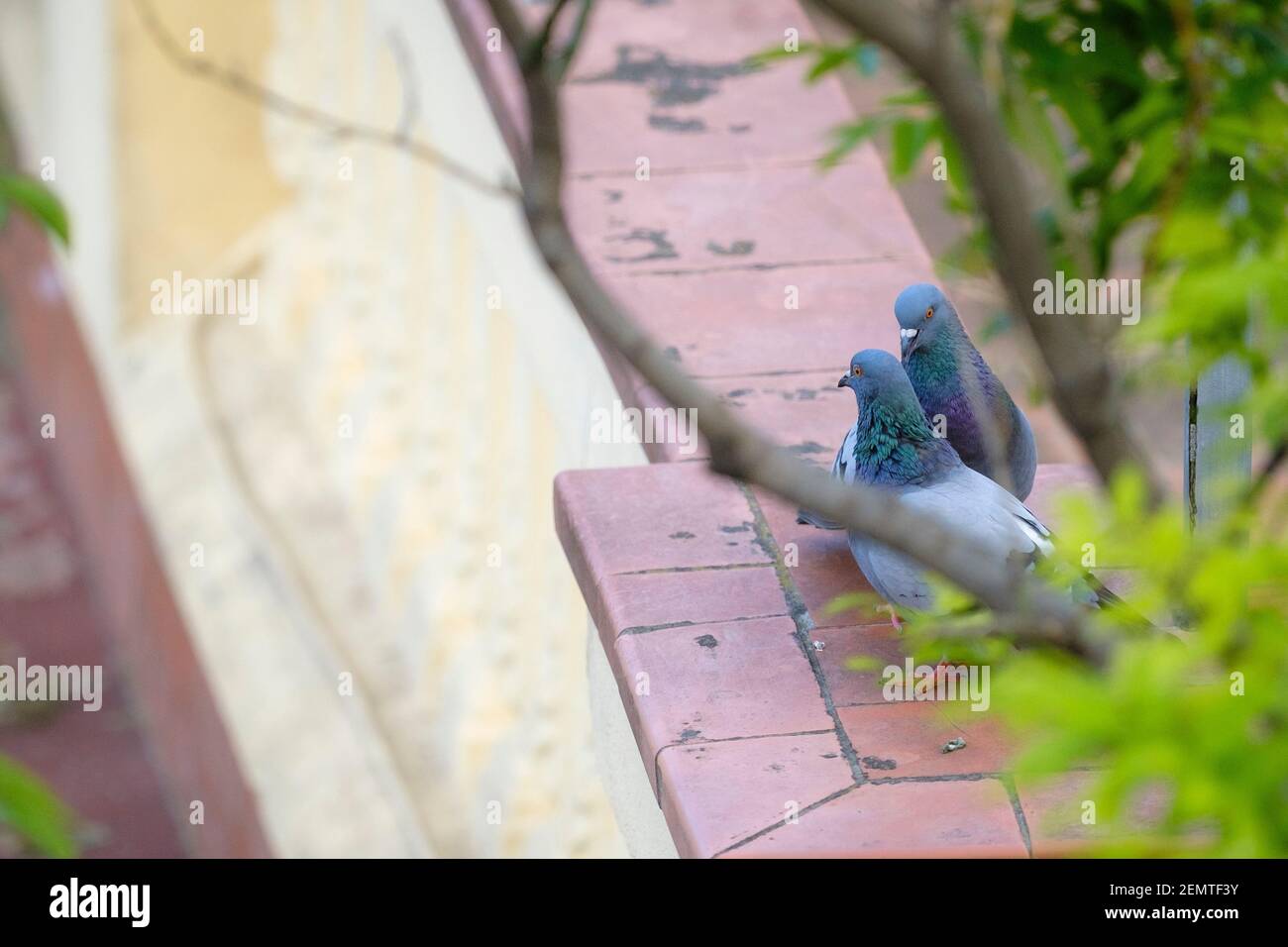 A pair of feral pigeon (Columba livia) before mating. Barcelona. Catalonia. Spain. Stock Photo