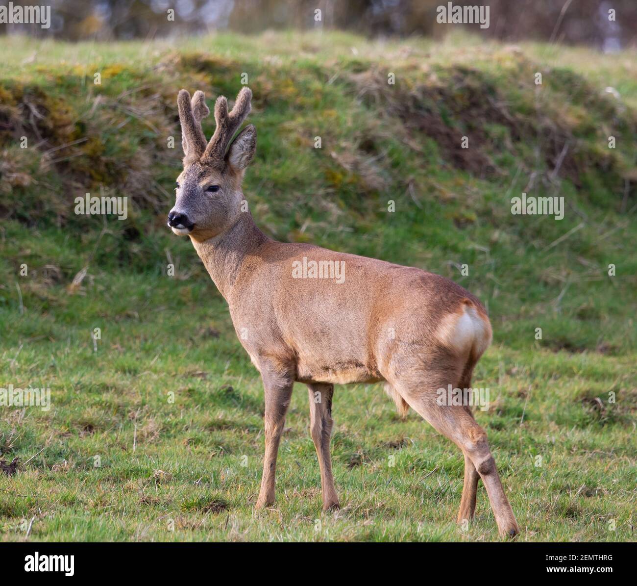 Roe deer in the winter sunshine Stock Photo - Alamy