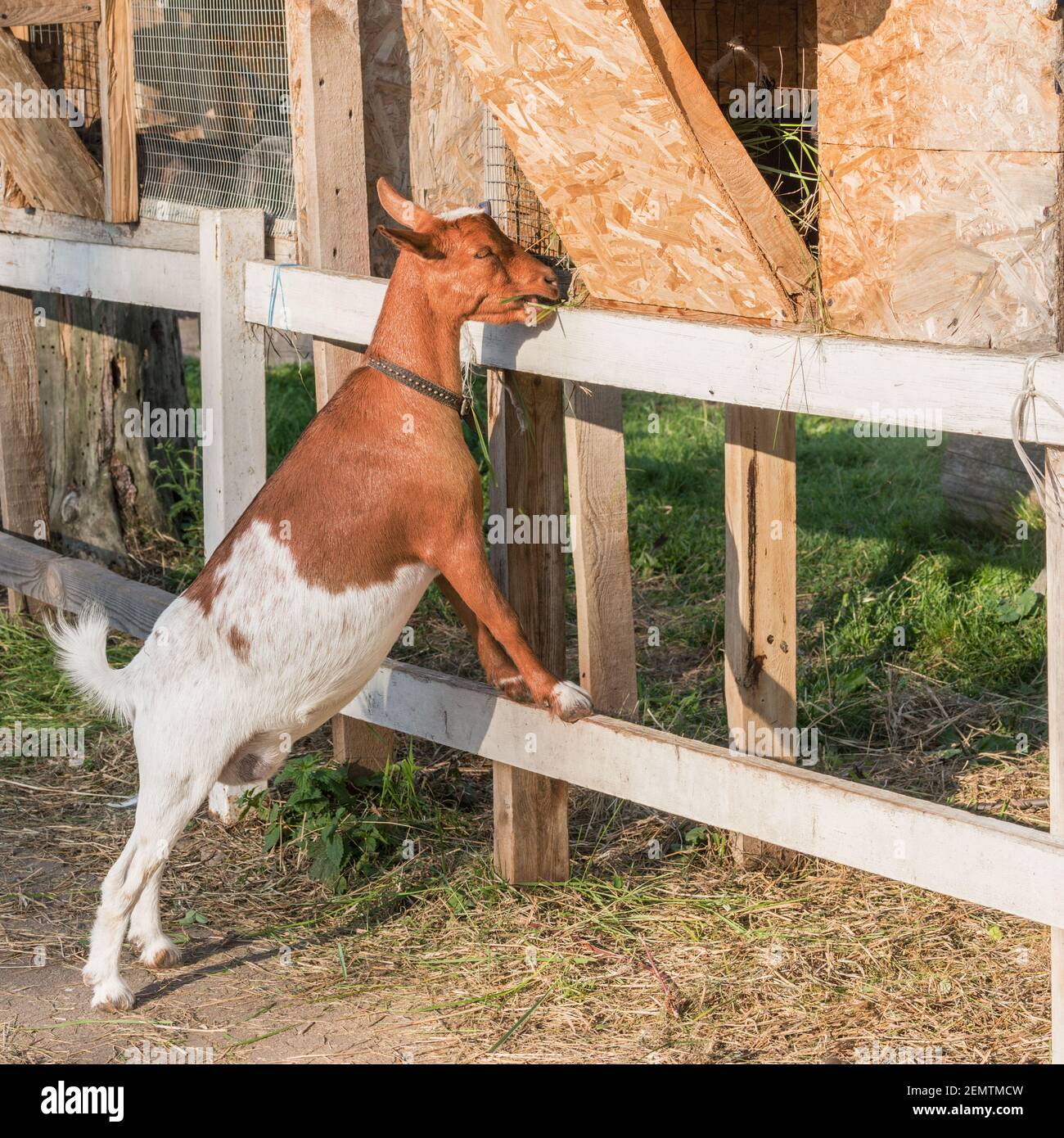 Hungry goat hires stock photography and images Alamy
