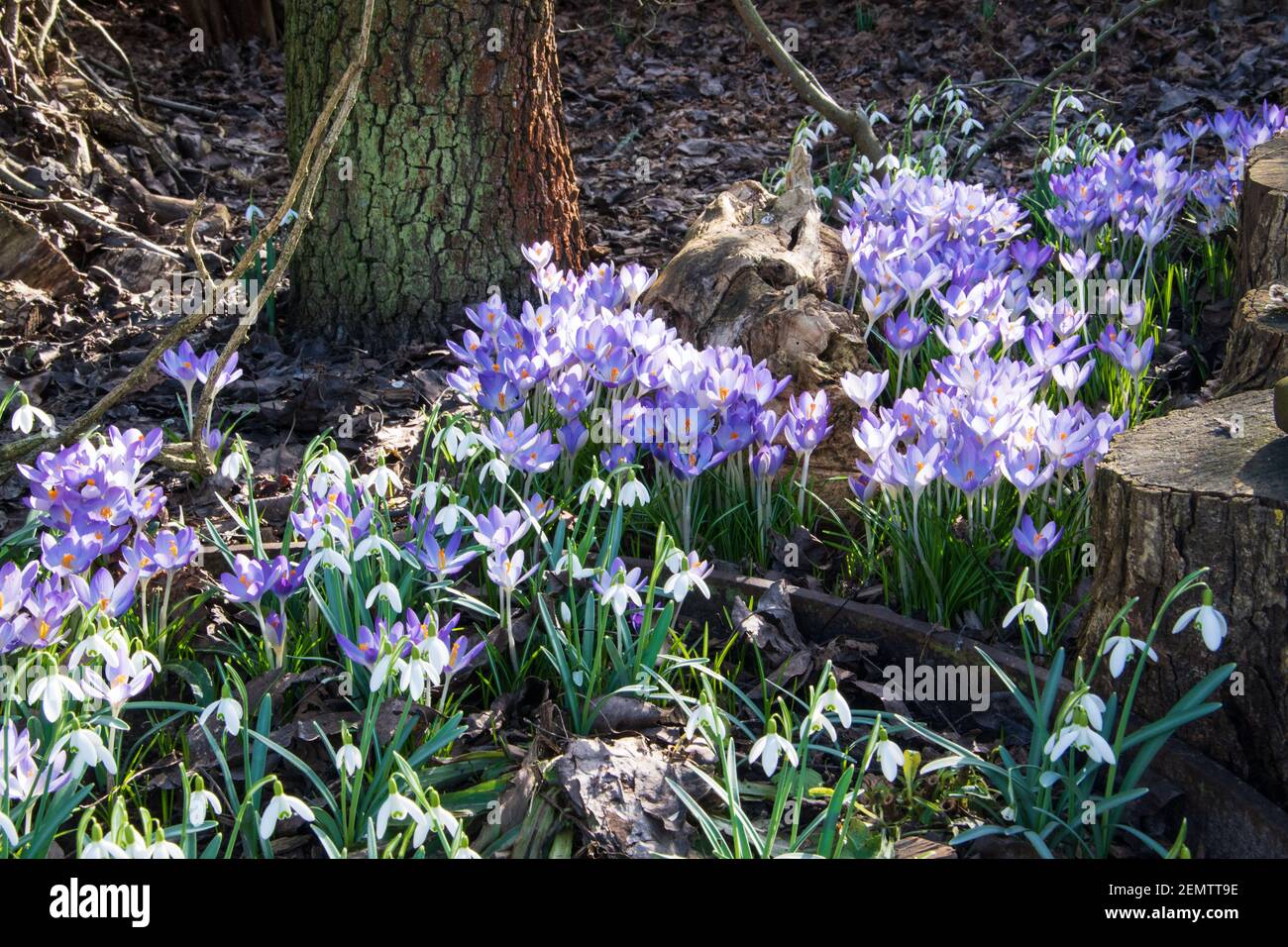 Blooming crocuses, crocus, in a meadow in spring. This year they already bloom in February. Stock Photo