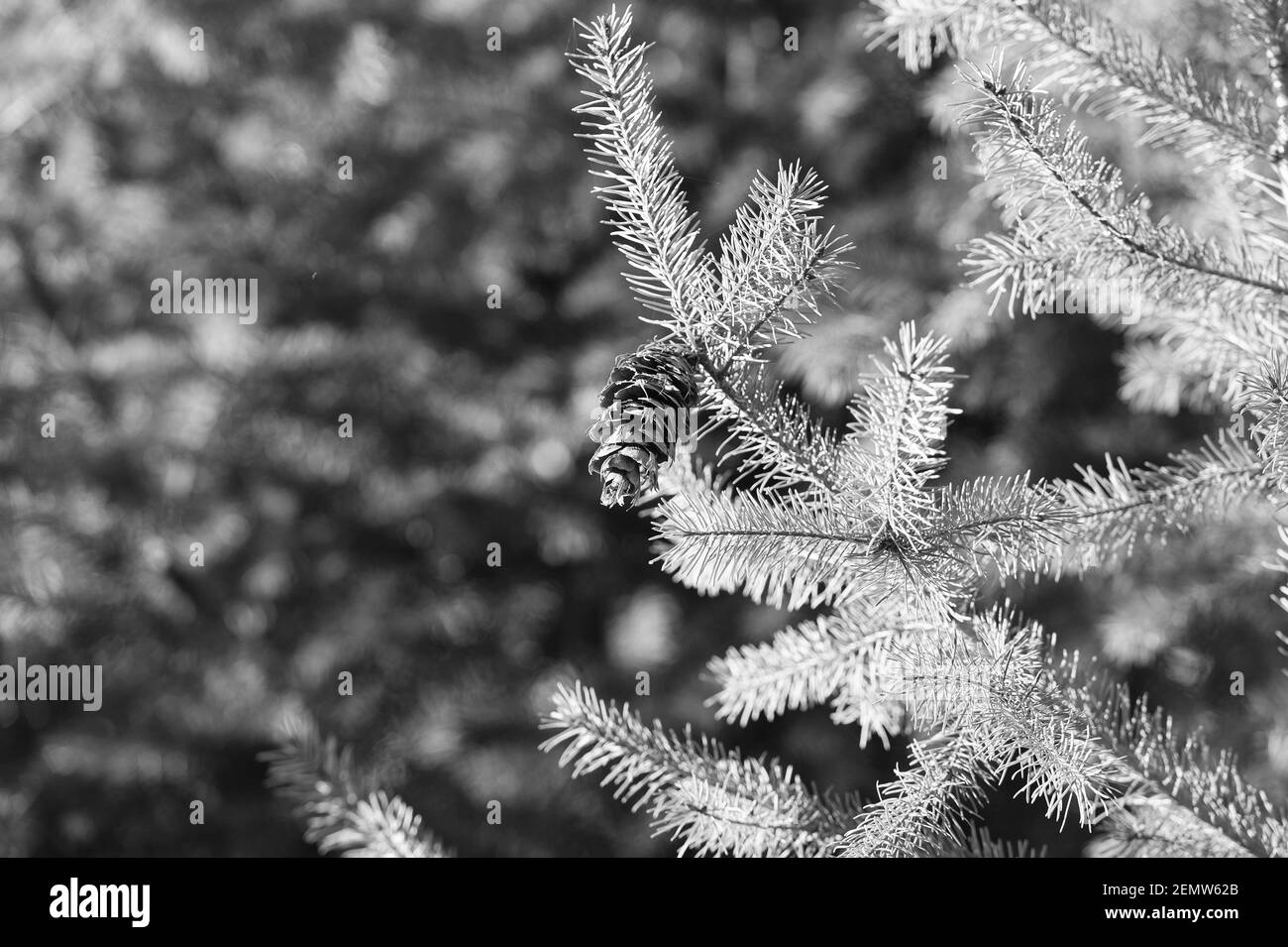 Woodland conifer ecosystem Black and White Stock Photos & Images - Alamy