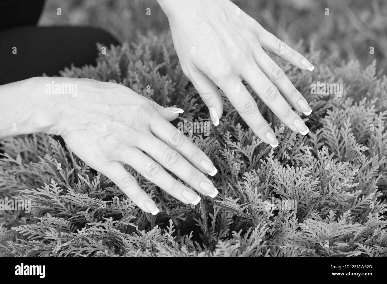 Female hands with perfectly groomed nails on natural evergreen foliage background, manicure. Stock Photo