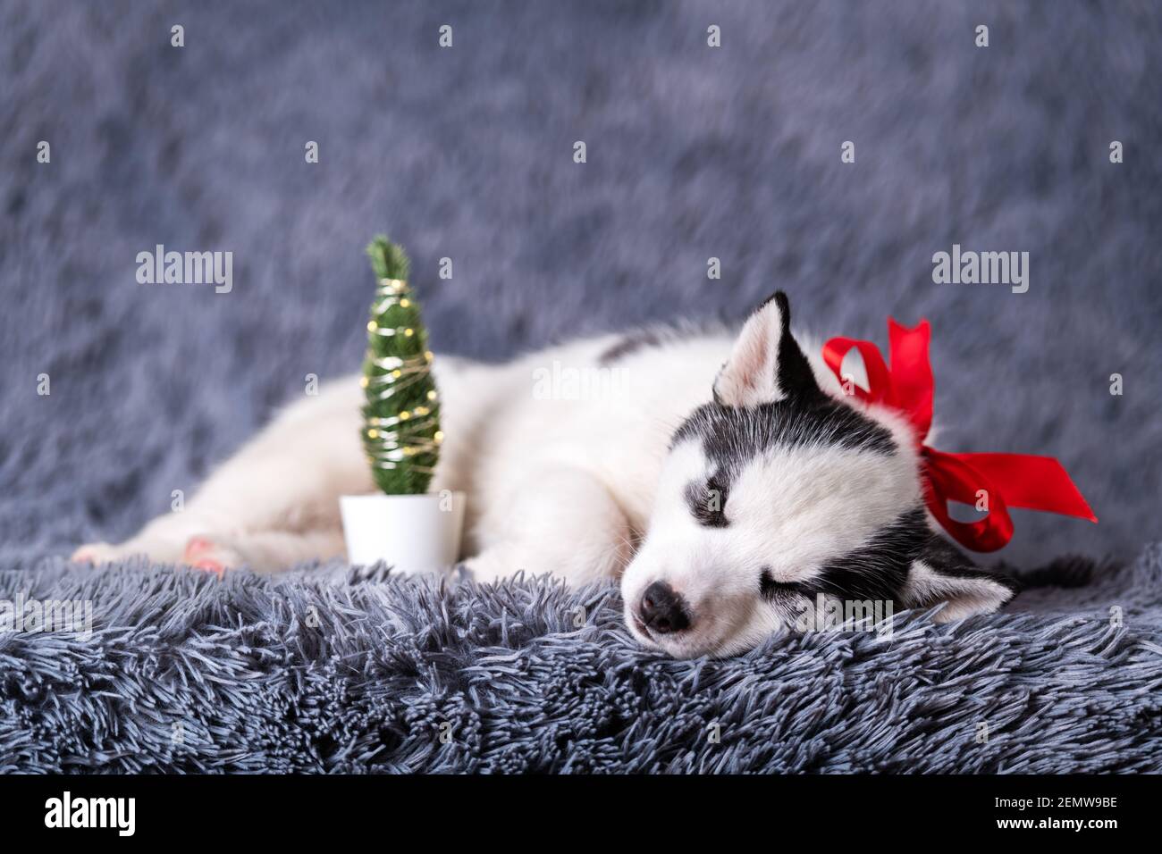 A small white dog puppy breed siberian husky with red bow and gift boxes sleep on grey carpet. Perfect birthday and Christmas present for your child Stock Photo