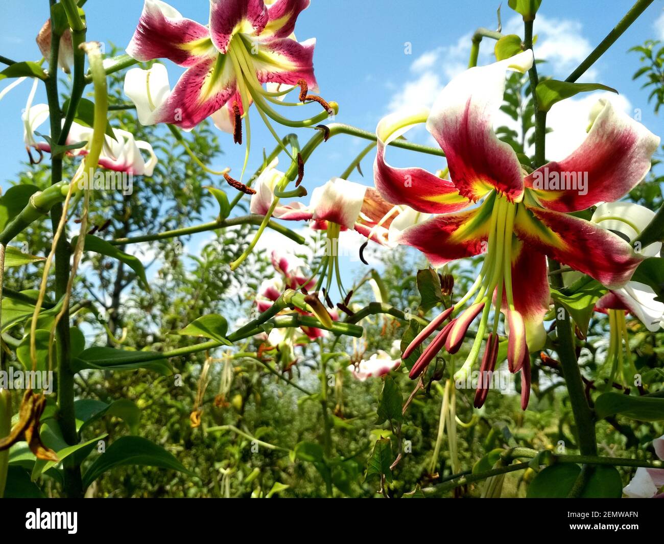 Beautiful lily, on a blue sky background Stock Photo - Alamy