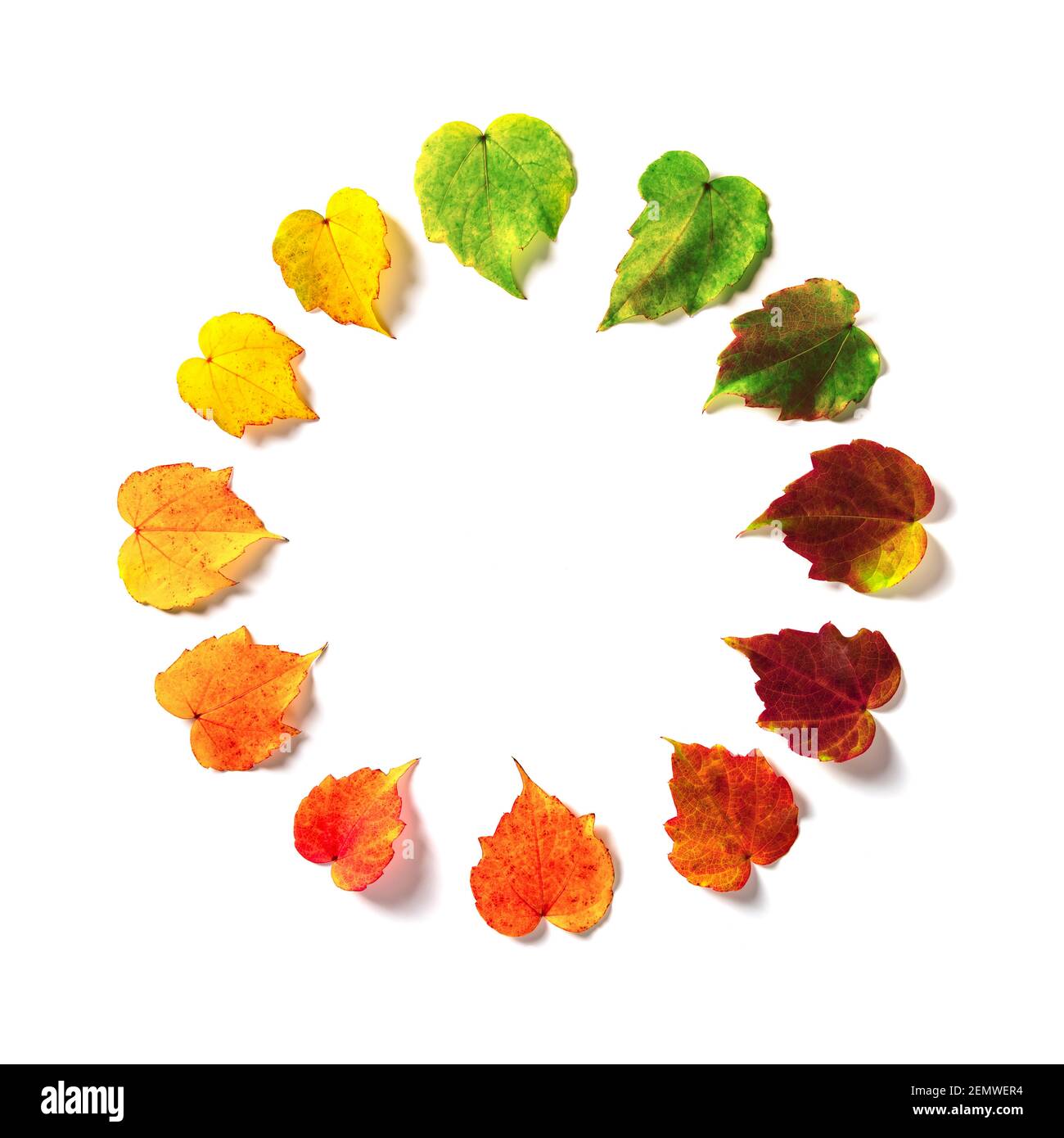 The multicolored leaves are harmoniously arranged in a color circle like a clock isolated on white background. The concept of changing seasons Stock Photo