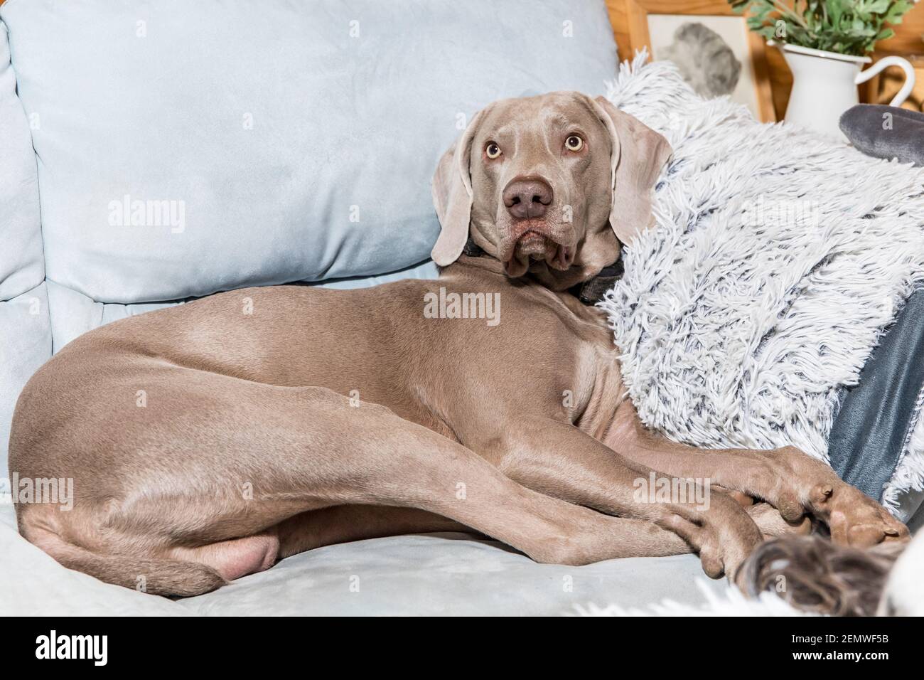 small weimaraner