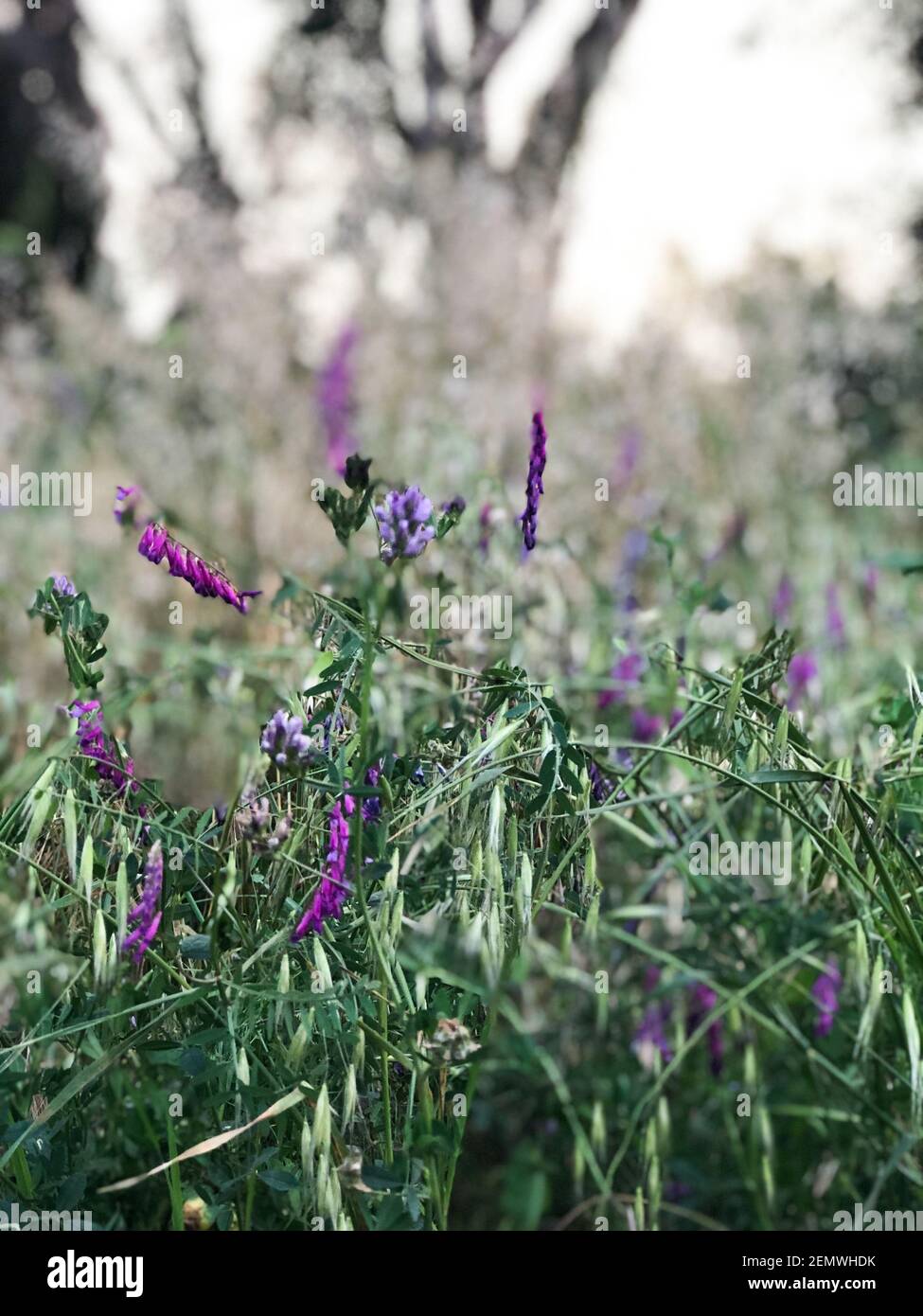 Floral summer spring background.Close-up flowers in a field on nature Stock Photo