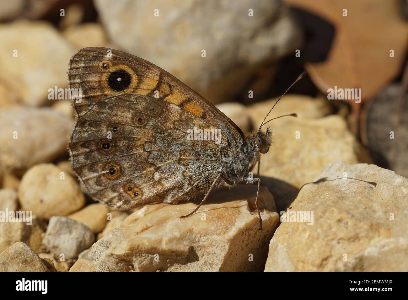 Closeup of the the wall brown buttefly, Lasiommata megera form Southern France Stock Photo