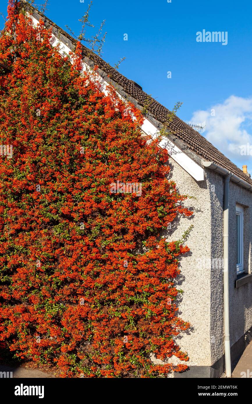 A Pyracantha growing against a house wall in October. Stock Photo