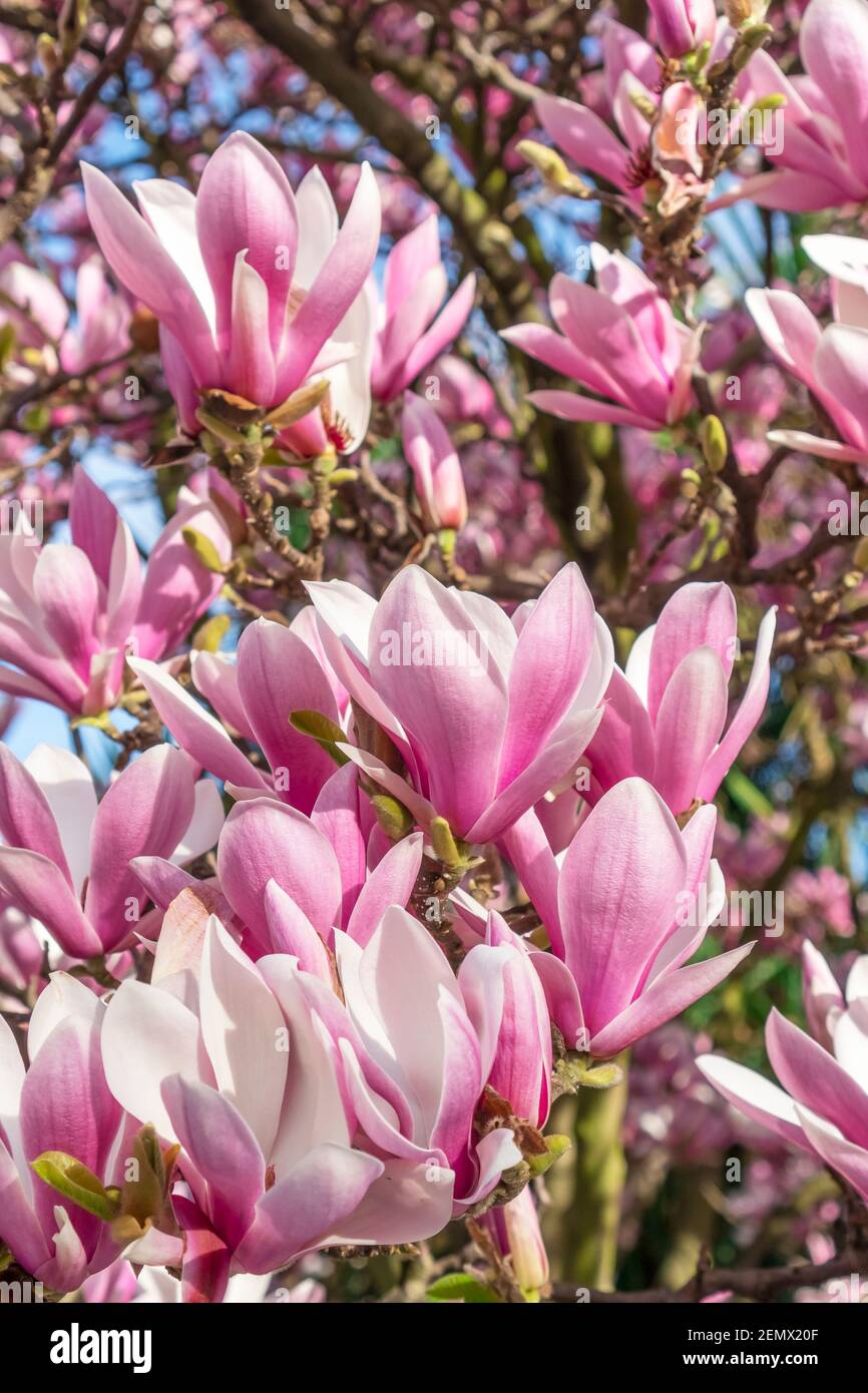 Pink magnolia liliiflora flowers green hi-res stock photography and ...