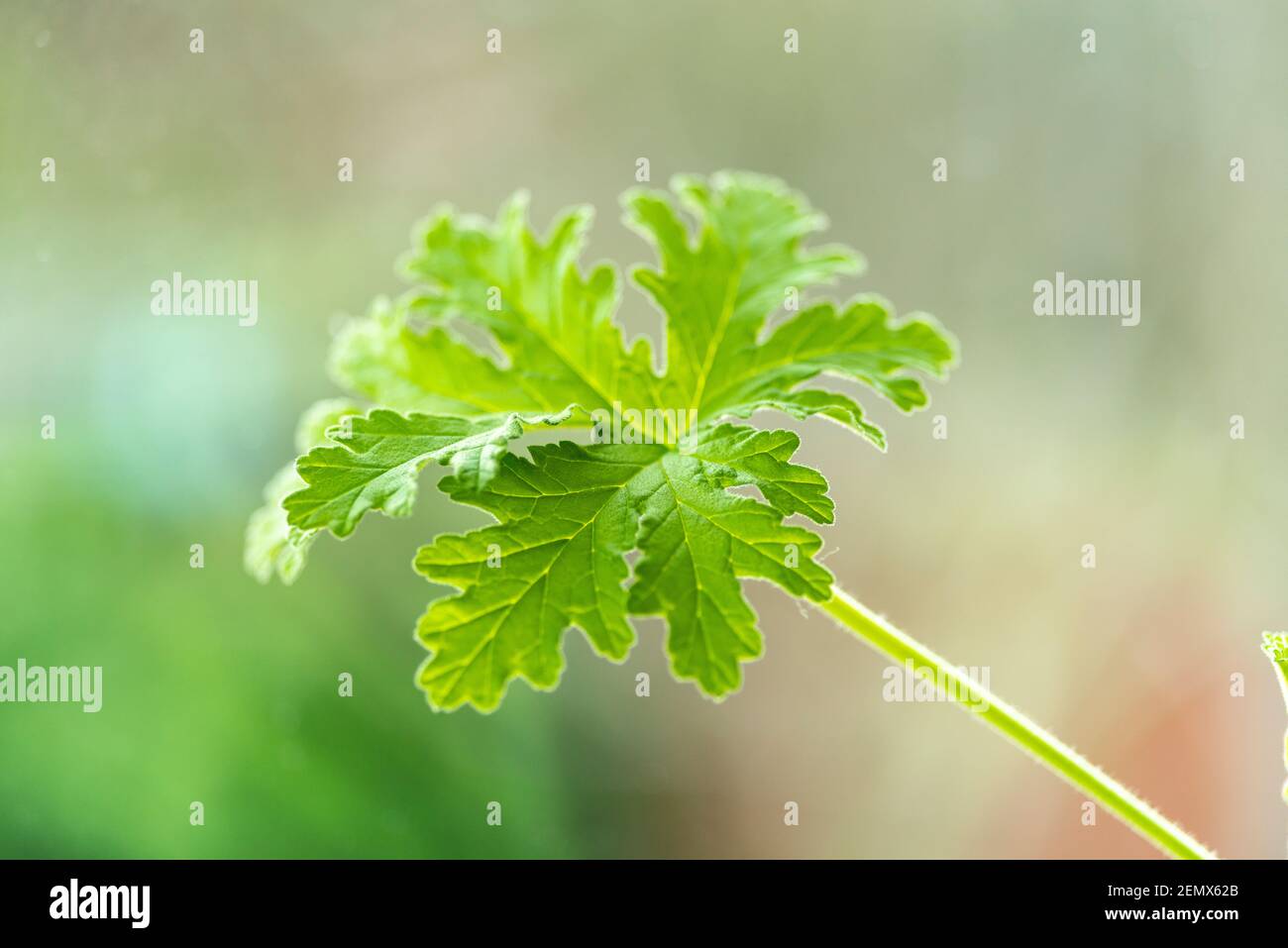 Detailed view of a scented rose geranium leaf-selective focus.Pelargonium  commonly known as 'geranium oil,' Stock Photo