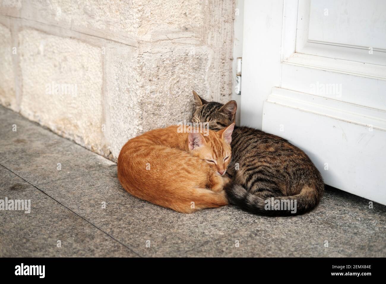 Cats sleeping together outdoors- feral cats, stray cats,tabby cat, Burgas,Bulgaria Stock Photo