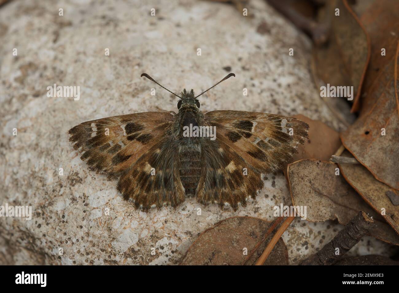Close up of the Mallow skipper ,Carcharodus alceae, on a stone in Southern France Stock Photo