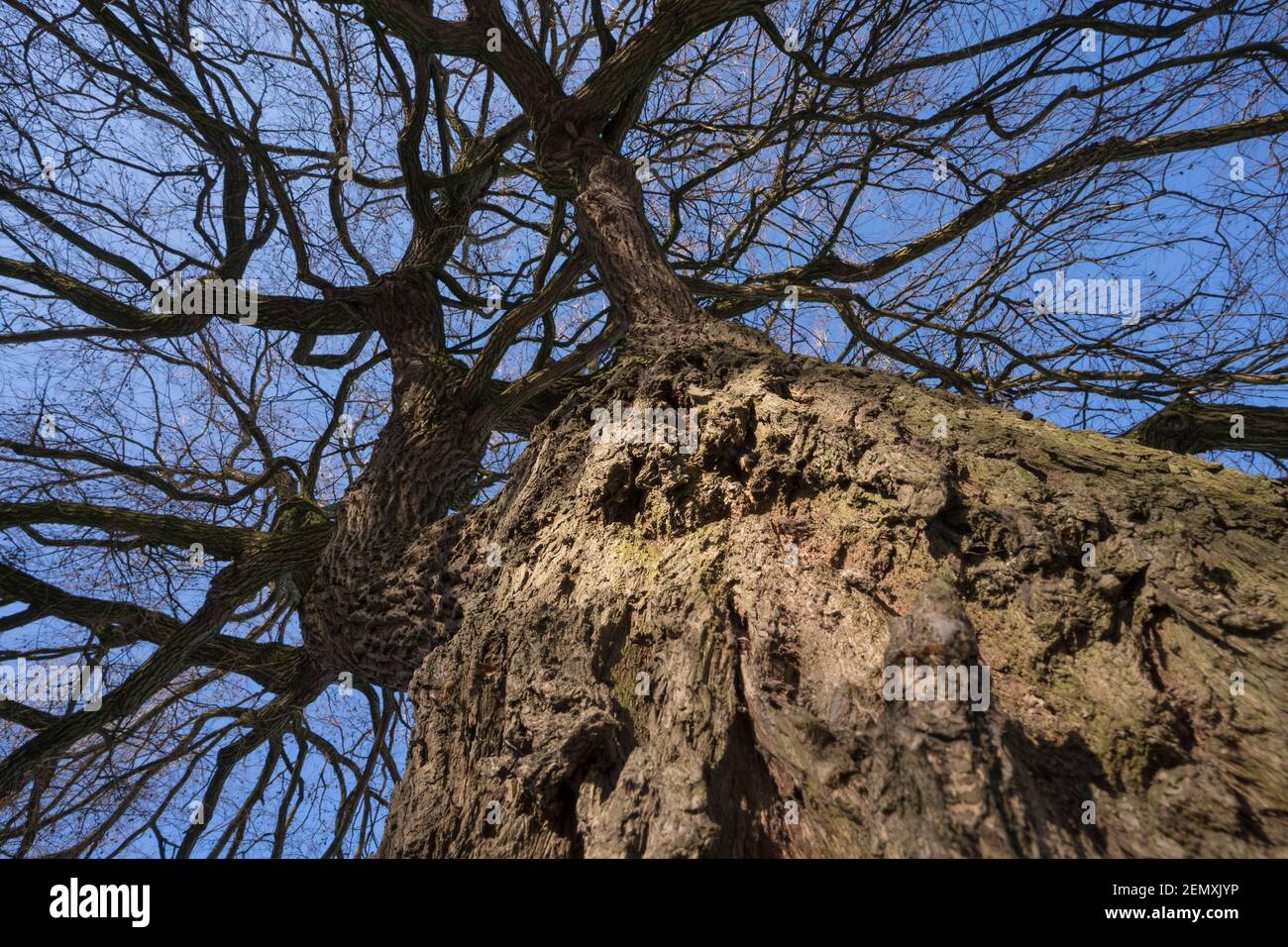 bark structure of an oak tree Stock Photo - Alamy