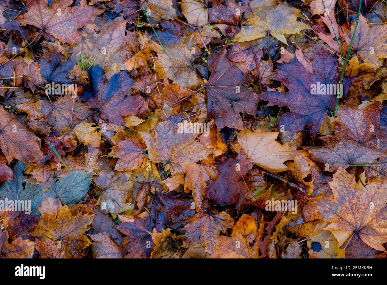 autumn leaves in the forest Stock Photo - Alamy