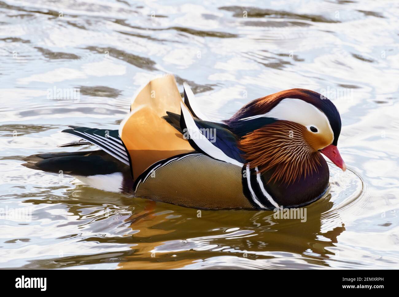 Visiting resident - a Mandarin duck drake on the River Tweed in Kelso, Scotland, in February. A single example in a flock of mallards. Stock Photo