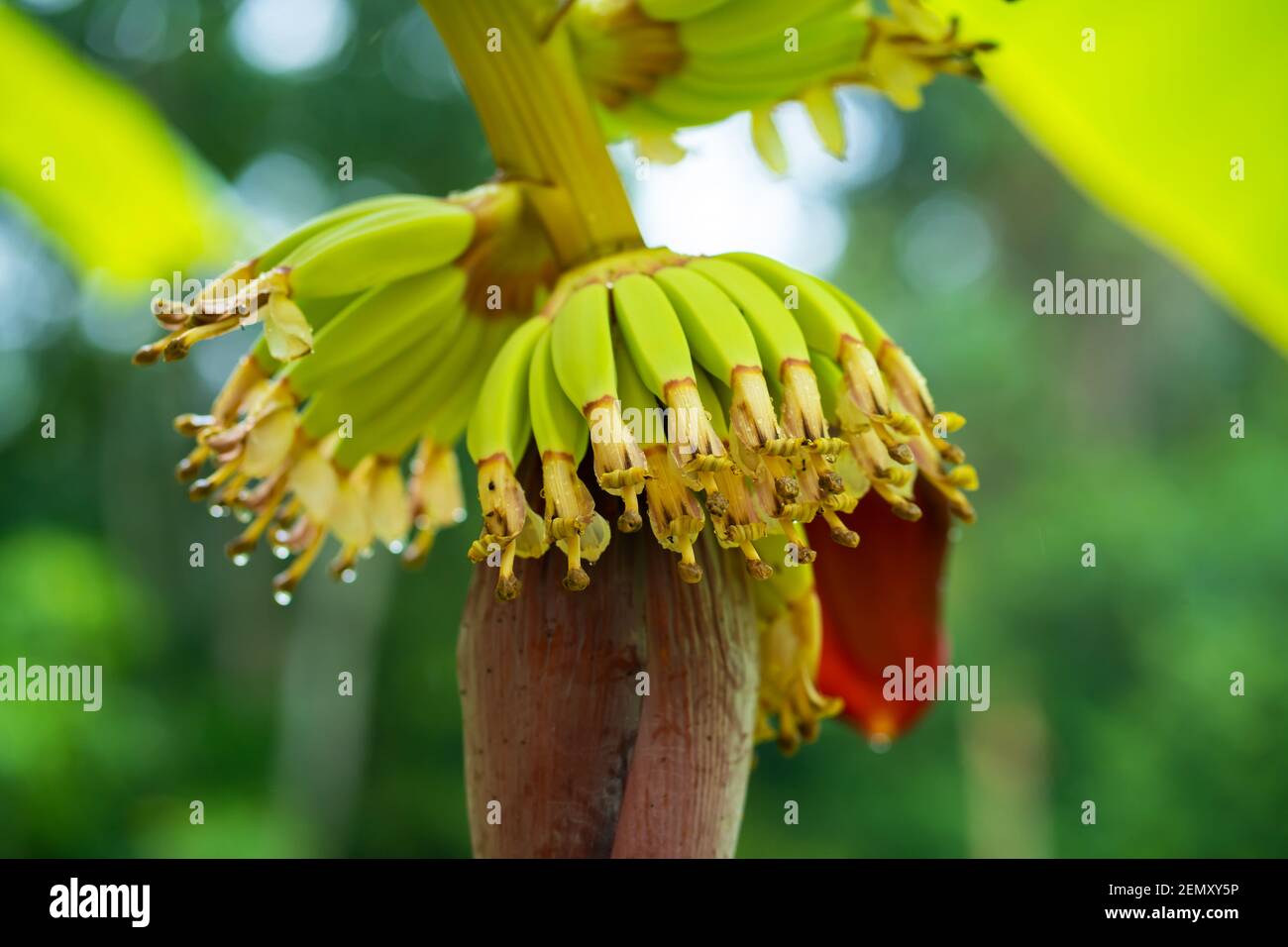 Small green banana fruit on a tree in the jungle Stock Photo Alamy