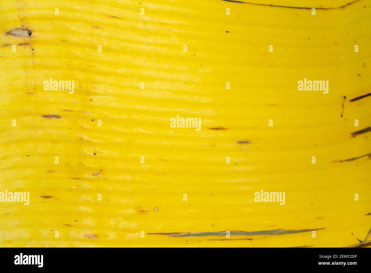yellow leaf of a banana tree. Leaf texture Stock Photo Alamy