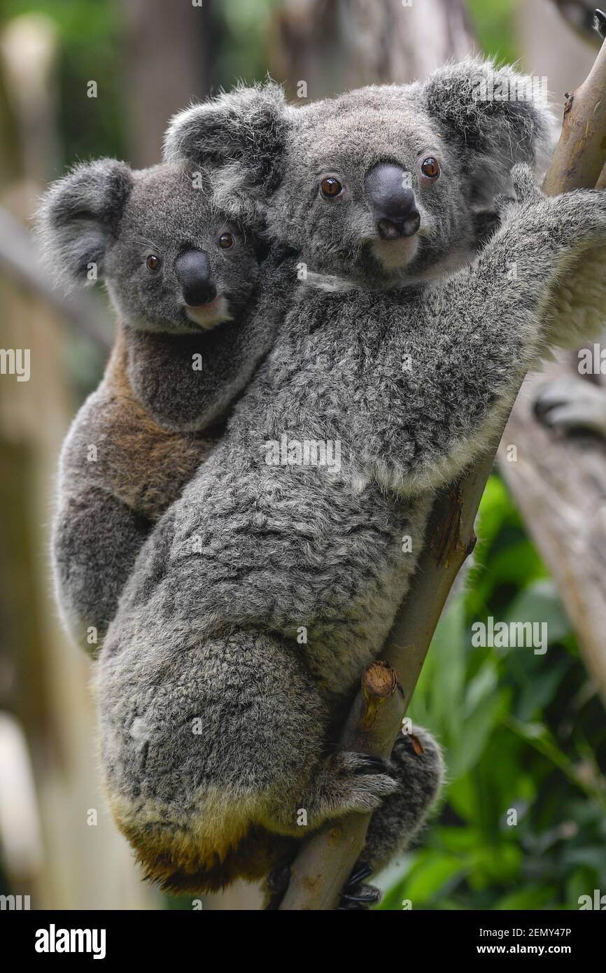 Koalas are pictured at the Guangzhou Chimelong Safari Park in Guangzhou