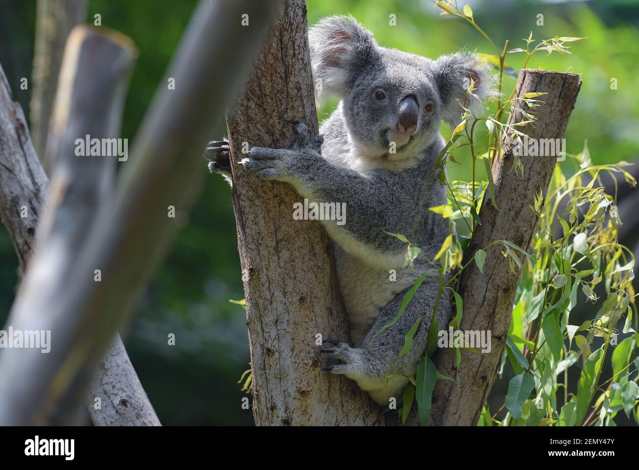 A koala is pictured at the Guangzhou Chimelong Safari Park in Guangzhou