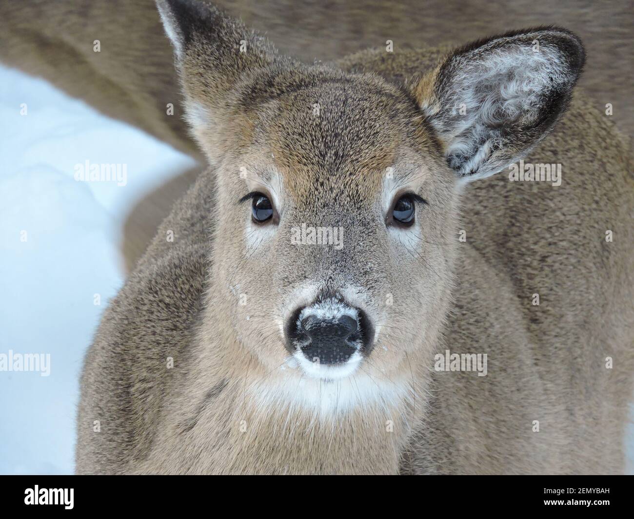 Young deer in the winter forest. Wild Canada. Animals of Nova Scotia. Stock Photo