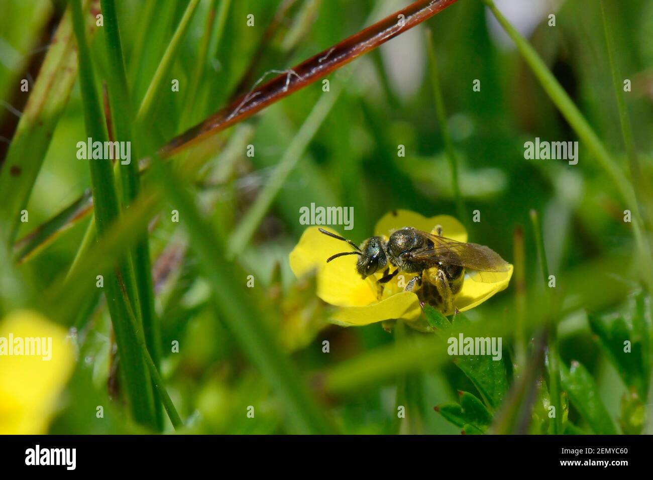 Tormentil mining bee (Andrena tarsata), a rare UK species, foraging on flowering Tormentil (Potentilla erecta) flower, Davidstow Woods, Cornwall, UK. Stock Photo