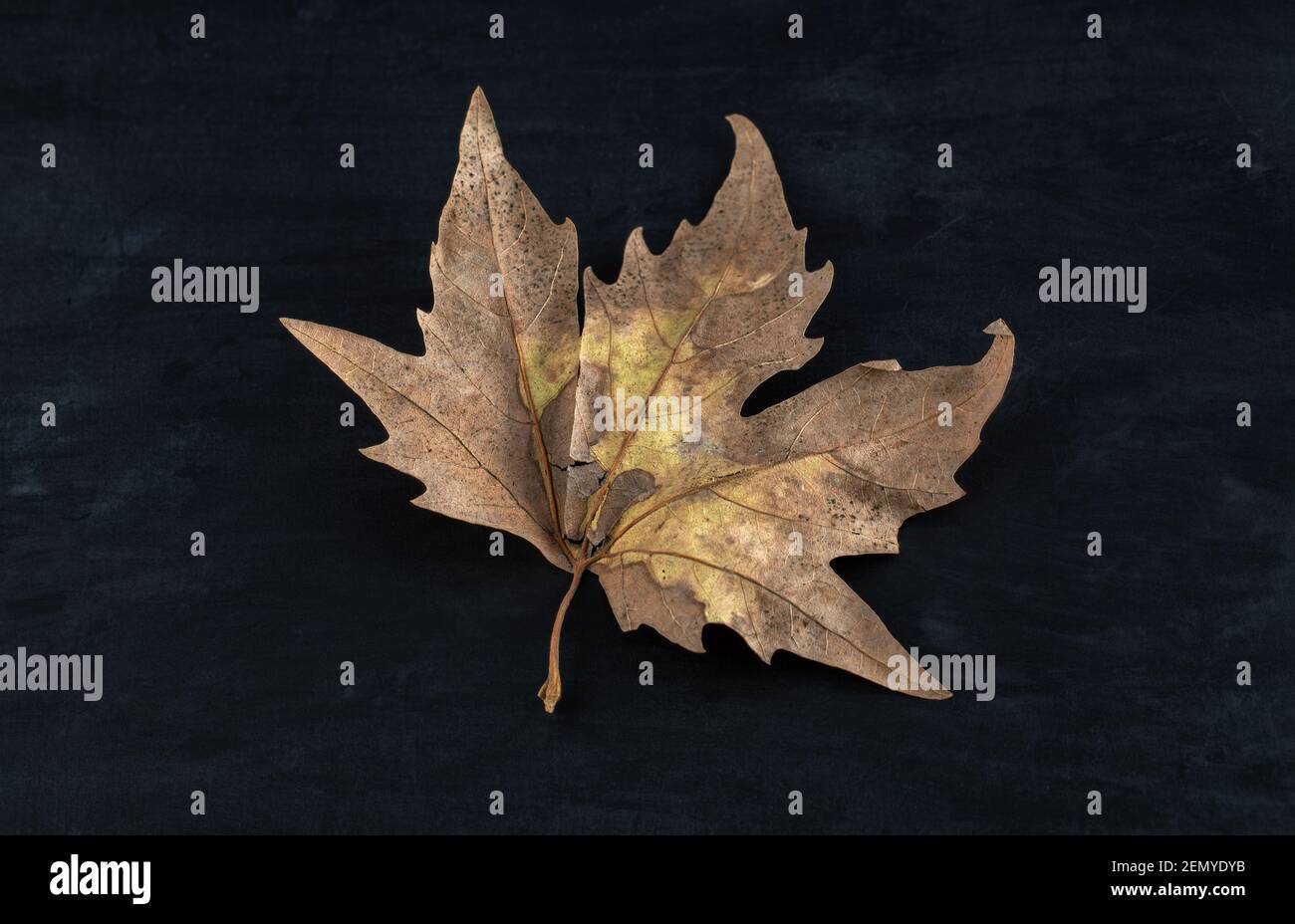Single dried leaf on black background Stock Photo