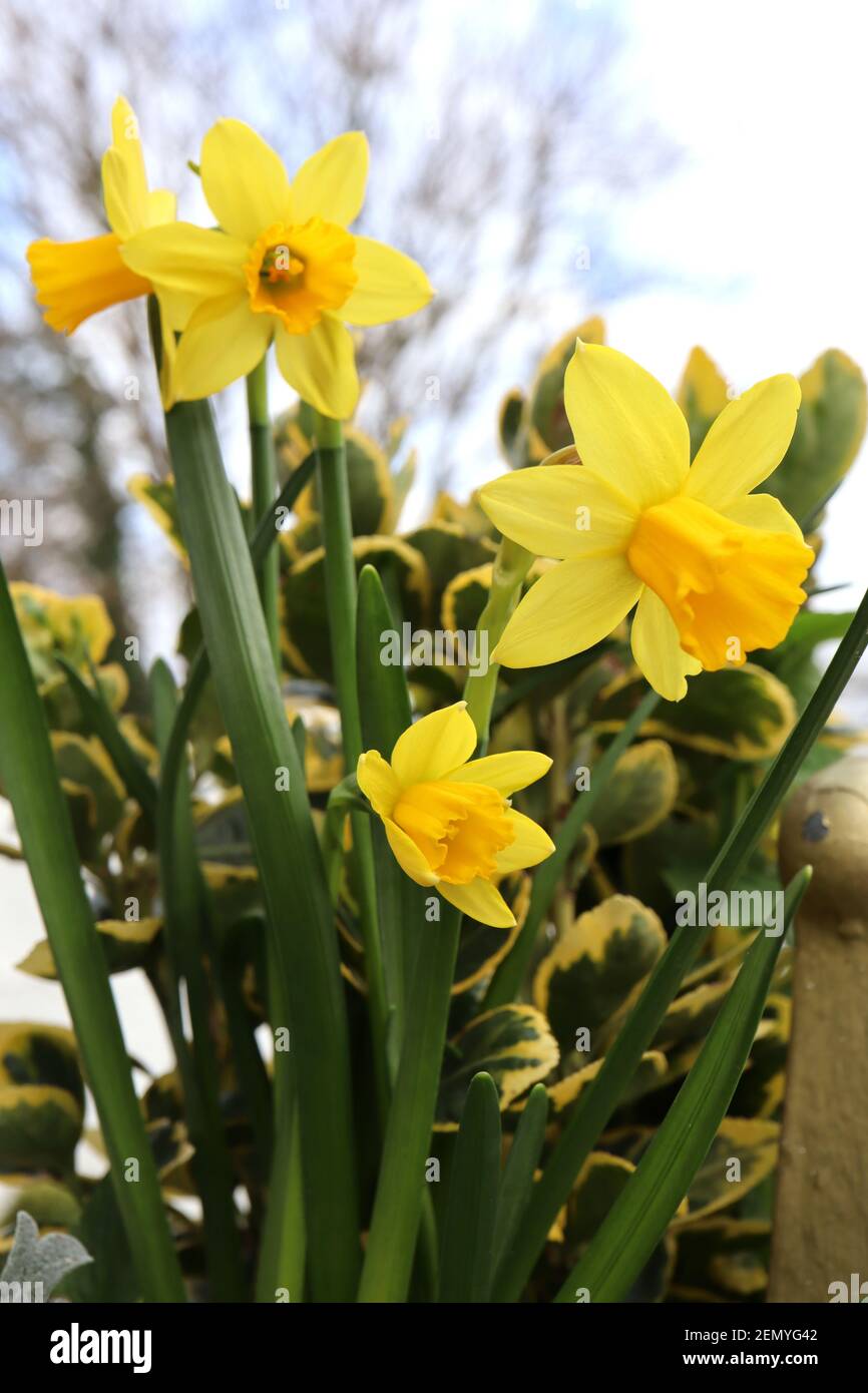 Narcissus ‘Tamara’  Division 2 Large-cupped Daffodils Daffodils with lemon yellow petals and golden yellow trumpet,  February, England, UK Stock Photo