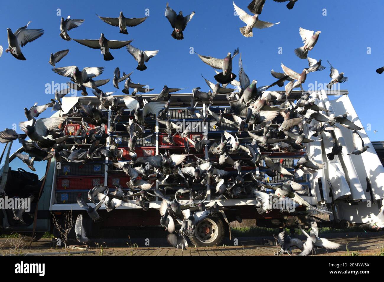 Homing pigeons are seen being released in Almazan for a race back to