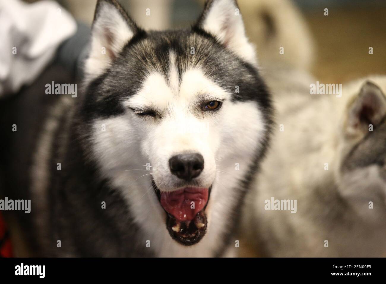 Customers enjoy cups of coffee as they play with Siberian husky