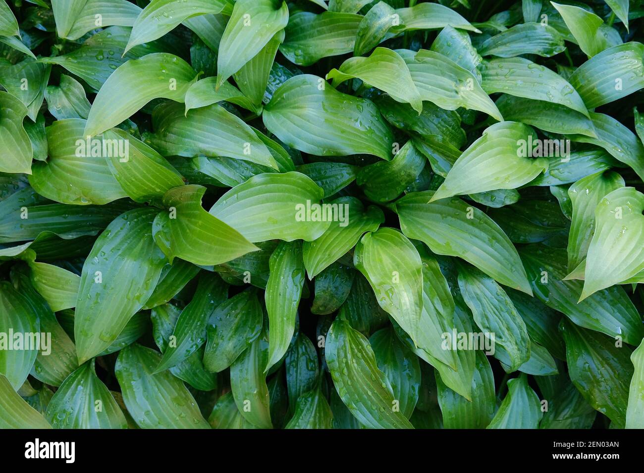 Green leaves the hosts after the rain. Background of green leaves with raindrops. Stock Photo