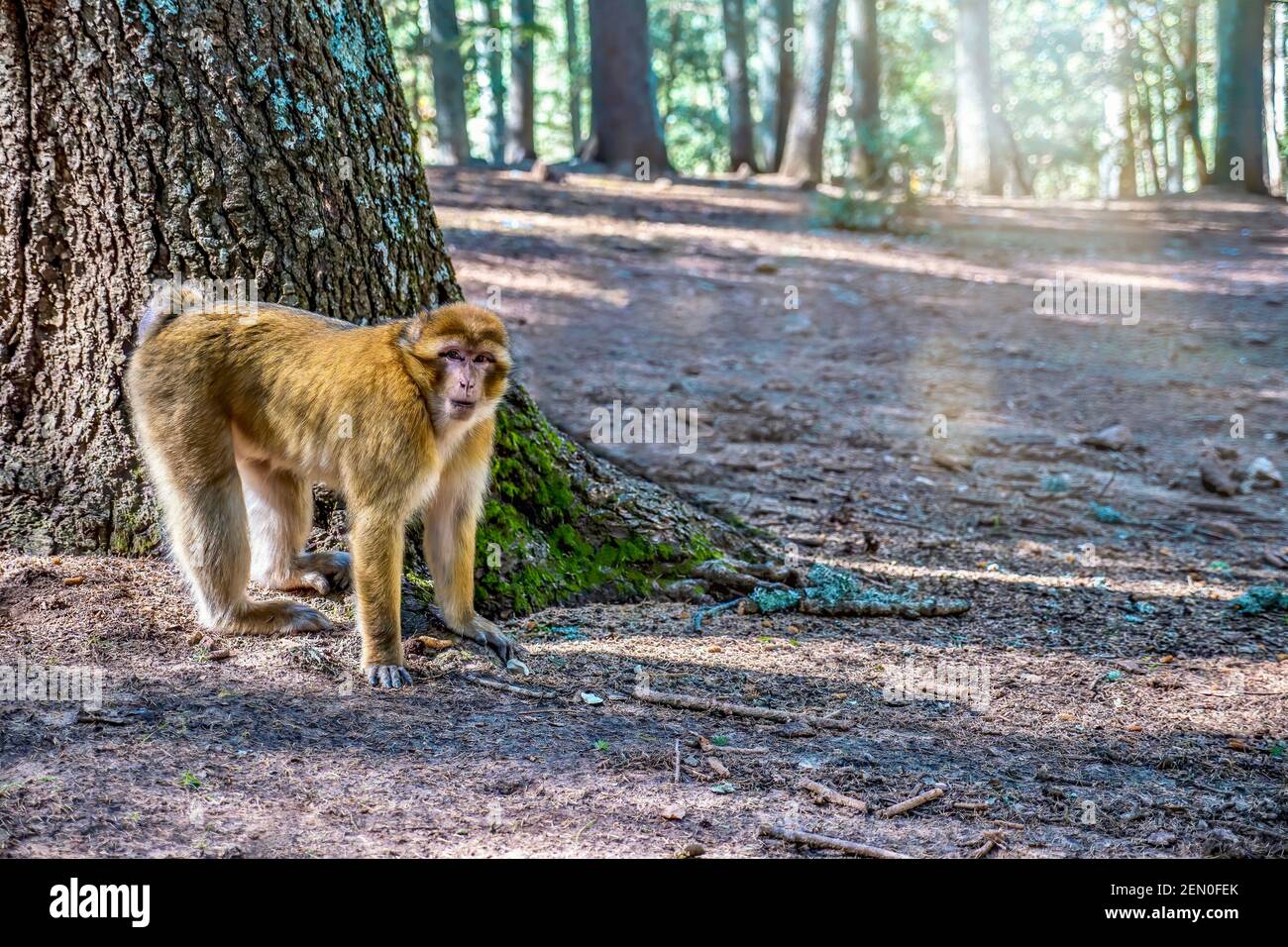 A Barbary macaque (Macaca sylvanus) at the base of a large cedar tree in Cedre Gouraud Forest in the Middle Atlas Mountains, Morocco. Stock Photo