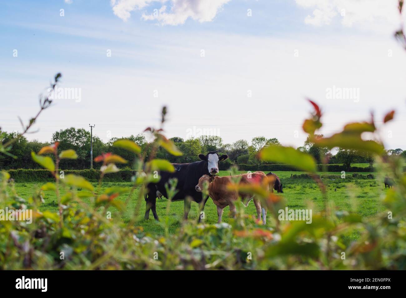 A black and white cow and a brown calf in a dairy farm Stock Photo - Alamy
