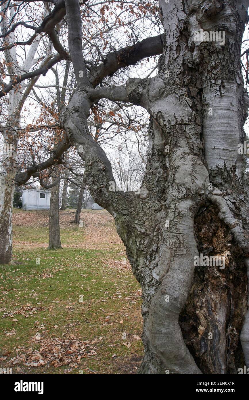 Spooky trees in cemetery. Stock Photo