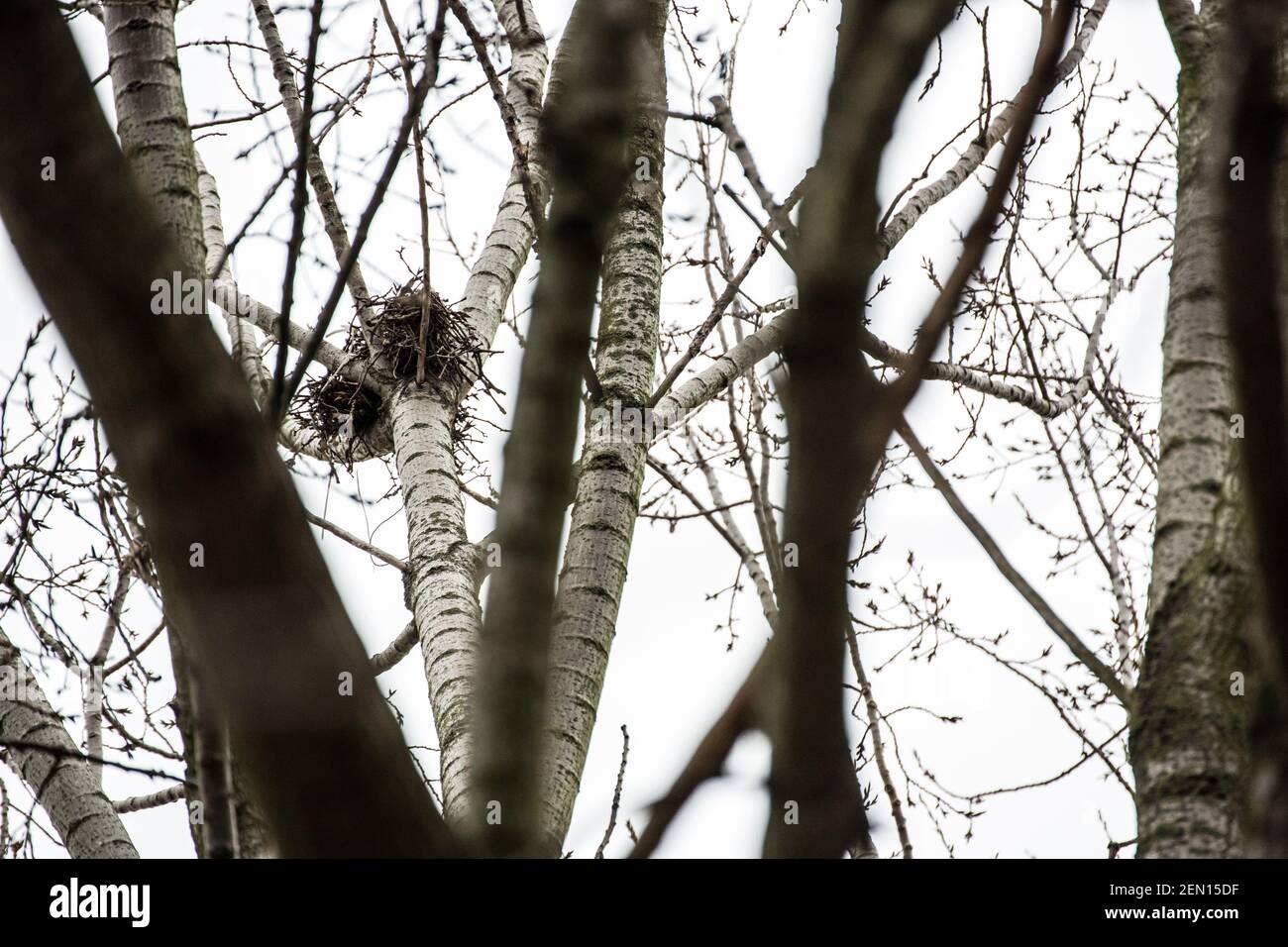 Wandsworth, London, UK, 22 February 2021. Wandsworth, London, UK; February 22, 2021: A visible bird nest on the brances of the 100-year-old black poplar tree in York Gardens, Battersea. During the night, three activists have climbed the tree, in order to save it from felling. The tree was due for cutting down to make way for a new electric cable, part of the local housing regeneration scheme. The poplar tree, a Category A, high amenity value tree, can only be felled if there are compelling reasons to cut it down. Usually the presence of active bird nests can stop or delay tree fellings. Stock Photo