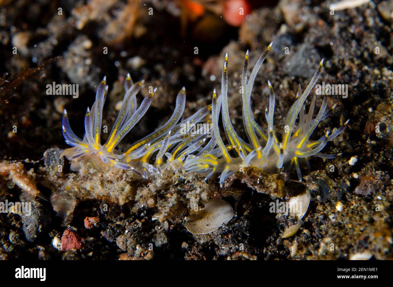 Pair of Sakuraeolis Aeolid Nudibranches, Sakuraeolis kirembosa, Wreck Slope dive site, Tulamben, Karangasem, Bali, Indonesia, Indian Ocean Stock Photo