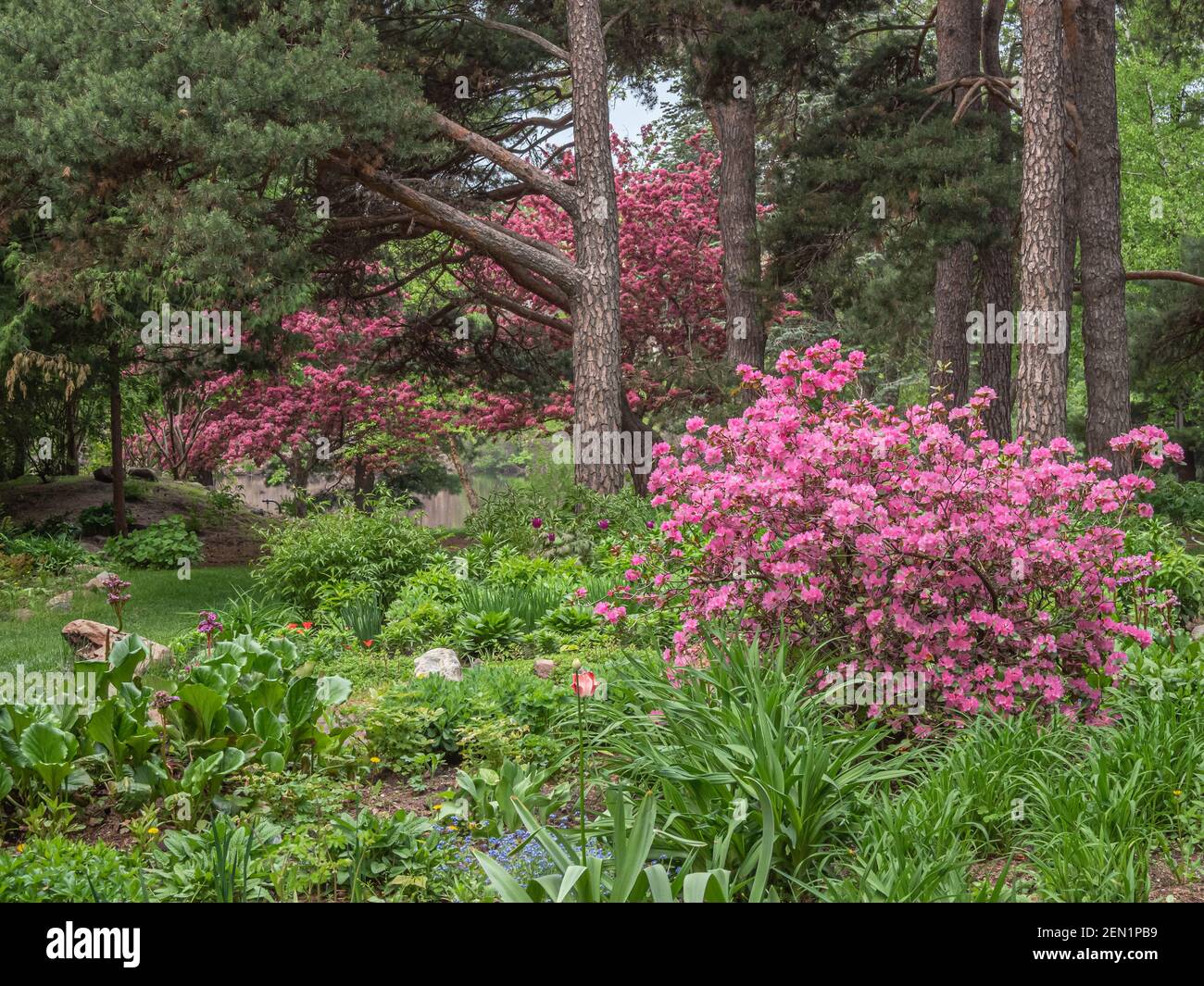 A bright pink azalea in a shade green garden is echoed by flowering crabapple trees. Stock Photo