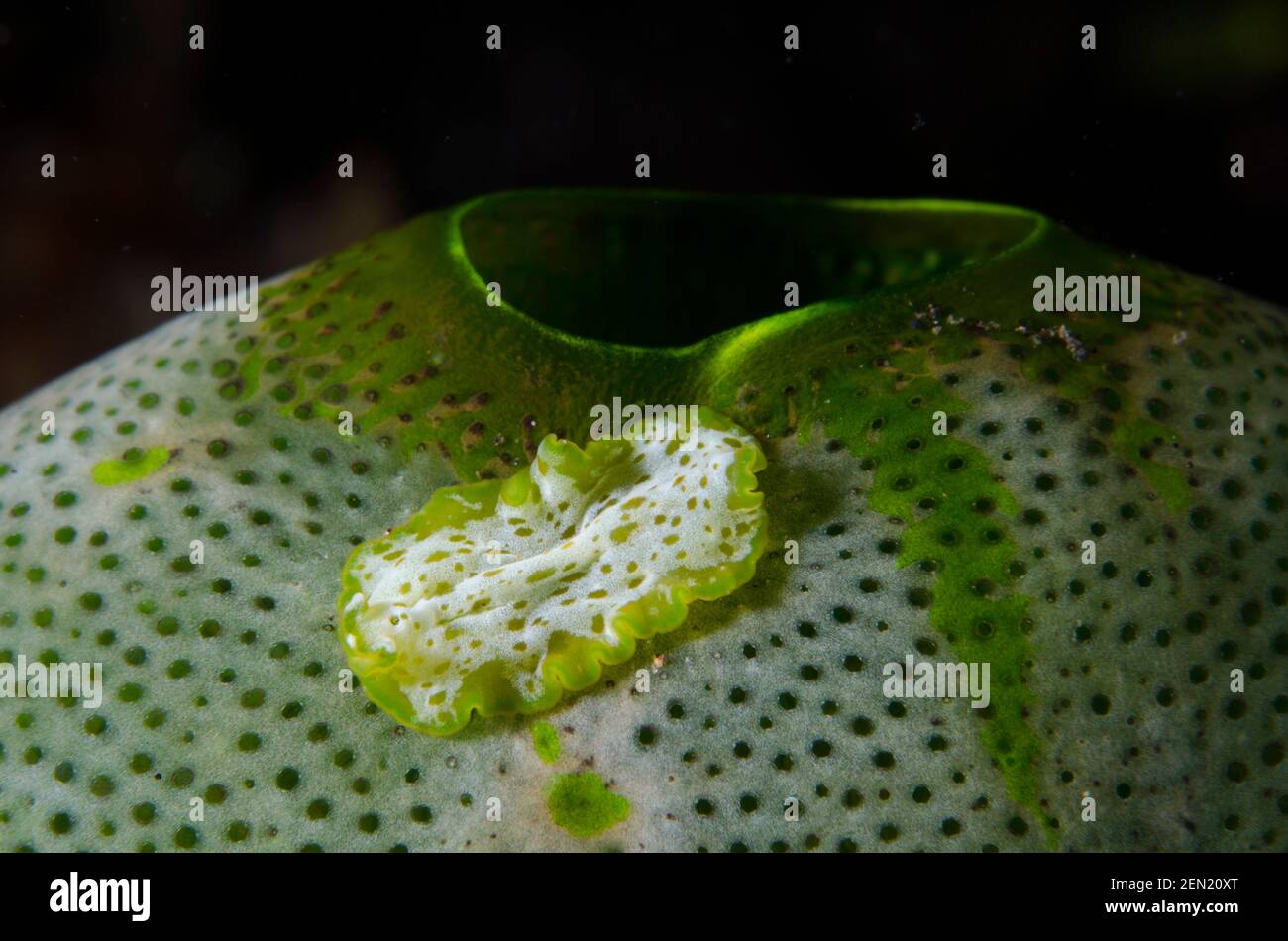 Flatworm, Pseudobiceros sp, on Green Tunicate, Didemnum molle, Coral Gardens dive site, Tulamben, Karangasem, Bali, Indonesia, Indian Ocean Stock Photo