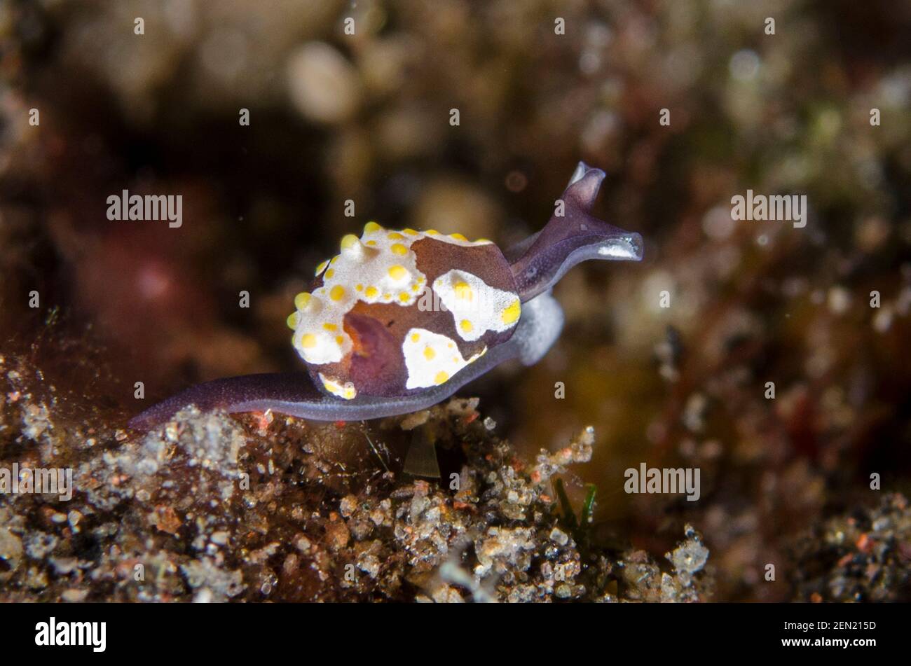 Head-shielded Slug, Colpodaspis thompsoni, Coral Gardens dive site, Tulamben, Karangasem, Bali, Indonesia, Indian Ocean Stock Photo