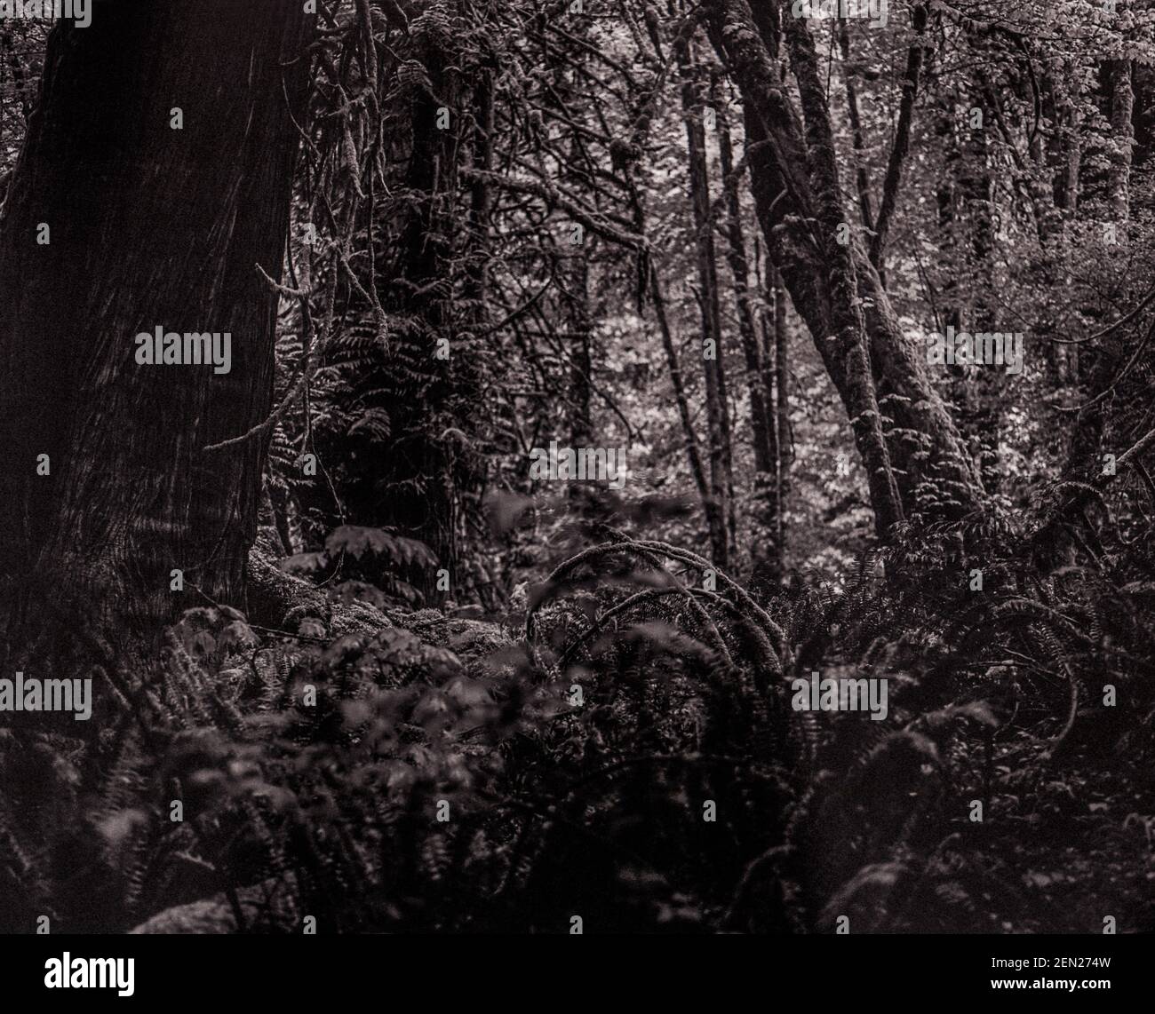 Moss covered trees and branches in a forest creating a haunting and mysterious scene Stock Photo