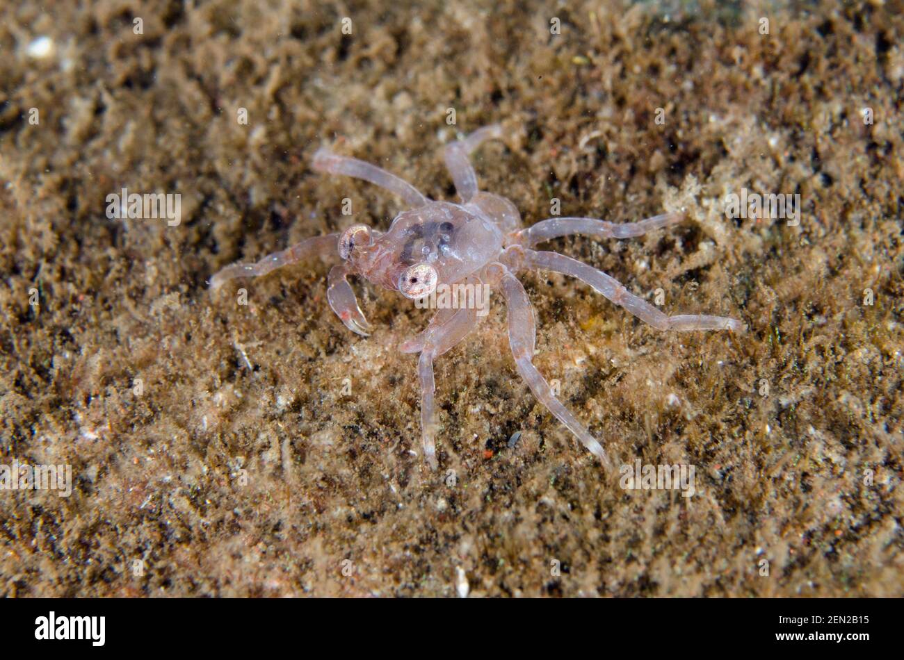 Juvenile Grapsid Crab, Grapsidae Family, night dive, Seraya Secrets dive site, Seraya, Karangasem, Bali, Indonesia, Indian Ocean Stock Photo
