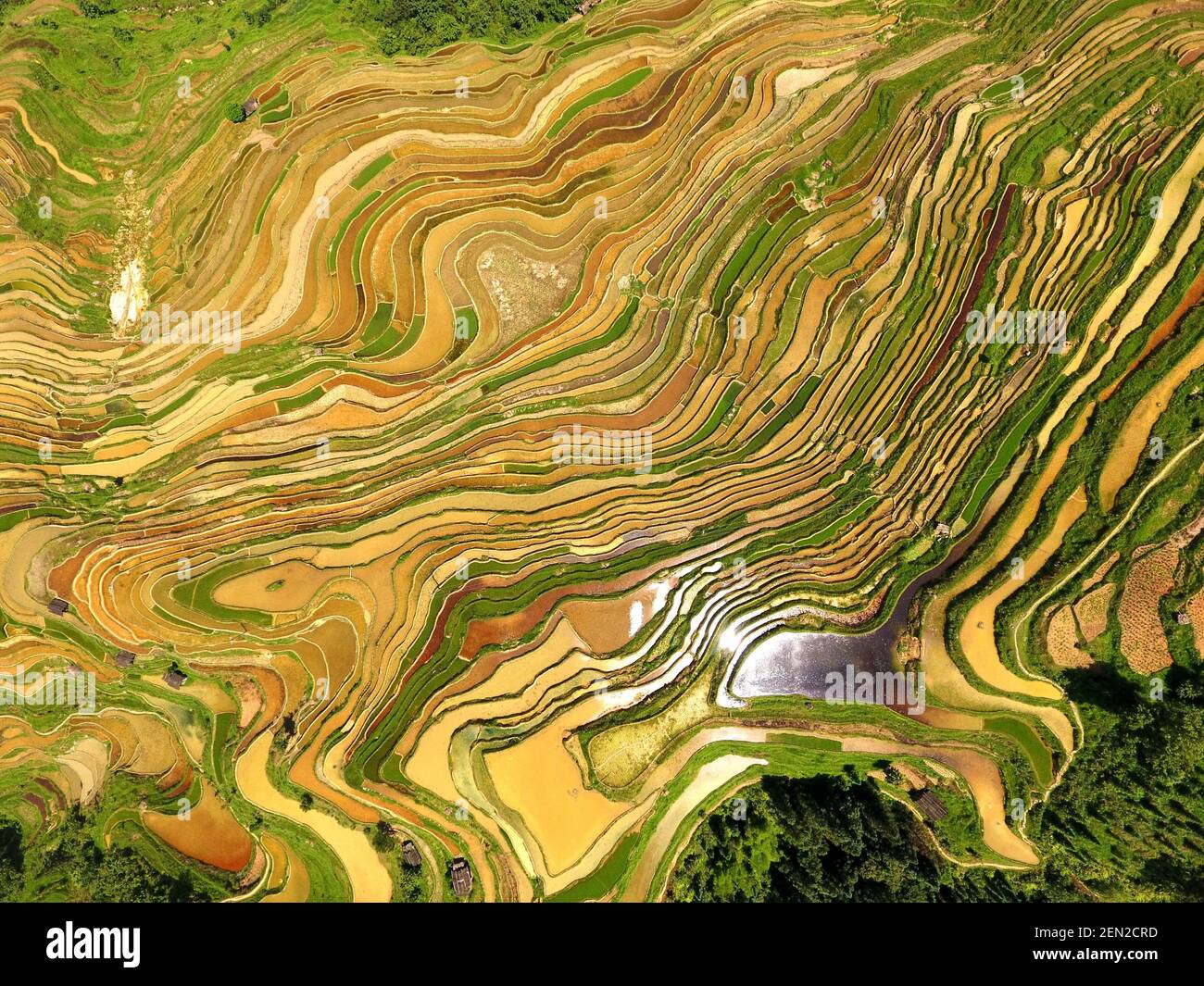Landscape of the terraced rice fields at the central region of Moon ...