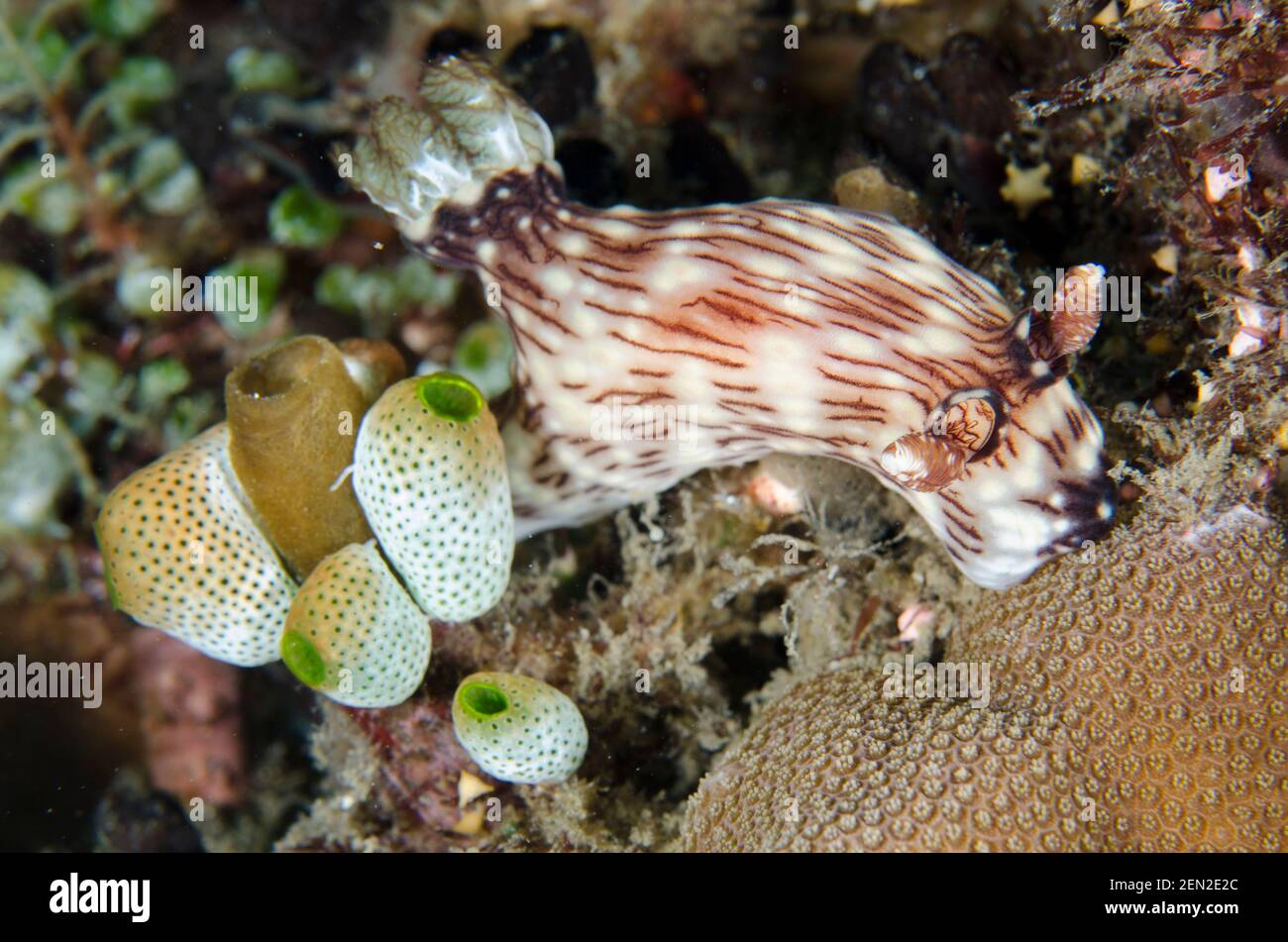 Red-lined Jorunna Nudibranch, Jorunna rubescens, by Robust Sea Squirts Tunicate, Atriolum robustum, Batuh Belah Slope dive site, Seraya, Karangasem, B Stock Photo