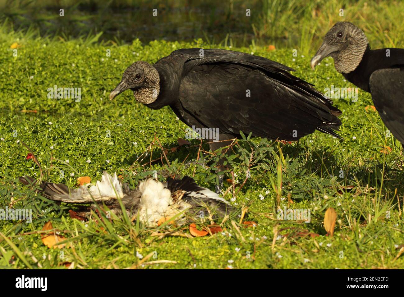 Black Vultures approaching a duck carcass Stock Photo Alamy